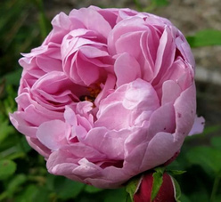 Роза «Чарльз Ренни Макинтош (Charles Rennie Mackintosh)»